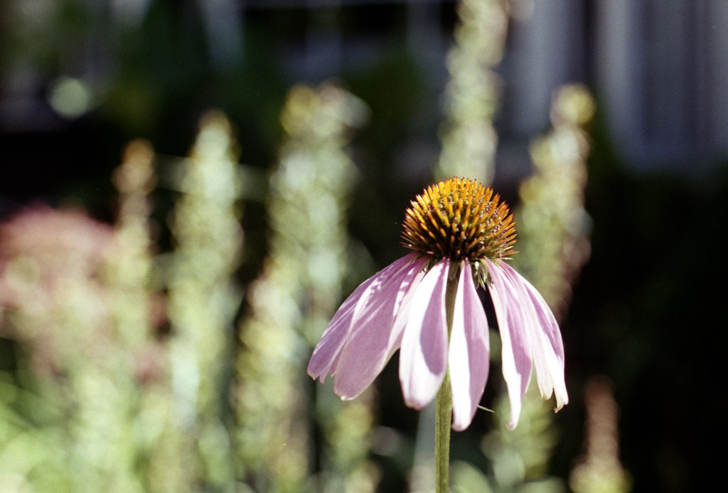 Cone Flower in Leslieville