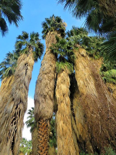Palm Tree Giants,  Southern Califronia