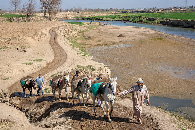 Pakistani workers guide working horses carrying gravel