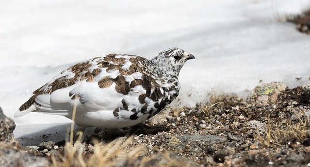 Strolling By: The White-tailed Ptarmigan