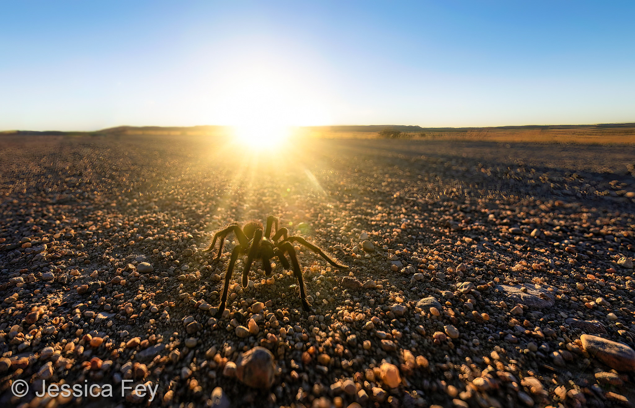 A tarantula on the move during the annual migration near La Junta, Colorado. (Jessica Fey)