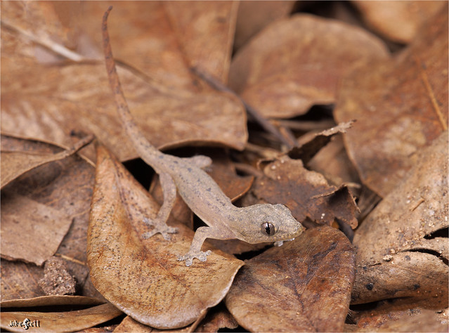 Yellow-bellied Gecko (Phyllodactylus tuberculosus)