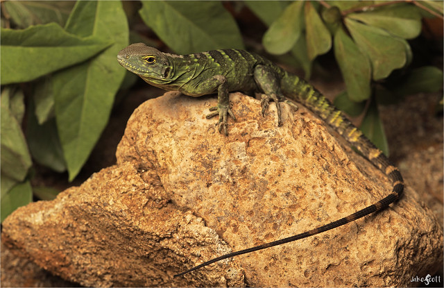 Sonoran Spiny-tailed Lizard (Ctenosaura macrolopha)