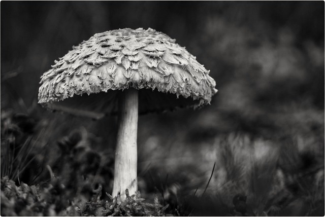 Parasol mushroom /Explore September 20,2022