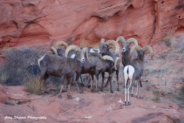 Bachelor group of bighorn sheep-Valley of Fire State Park, NV