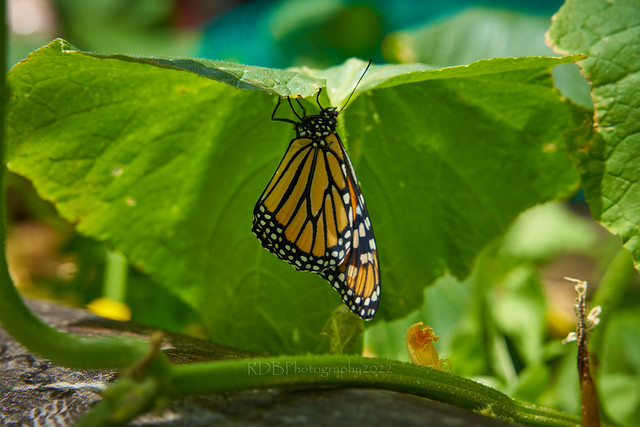 Butterfly Hatching 02