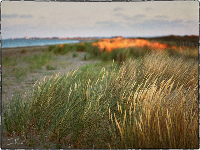 seagrasses-sunset