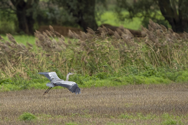 Blue heron taking off