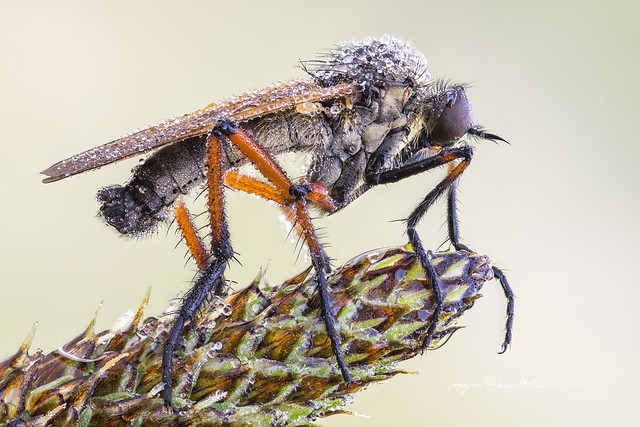Empid fly