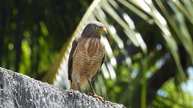 Gavião-carijó- Roadside Hawk