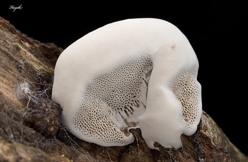 Interesting patterns on this fungi