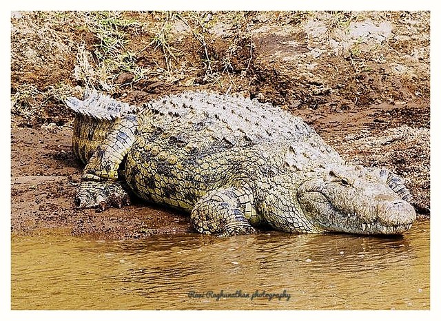 Crocodile at Mara river