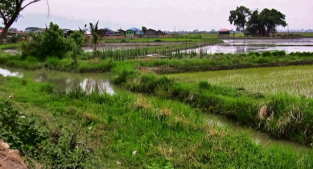 MYANMAR, Burma - auf dem Weg nach Nyaung Shwe, dem Tor zum Inle-See. Reisfelder , 80101/21101