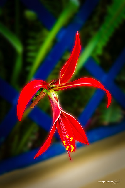 Flor de Santiago (Sprekelia formosissima)