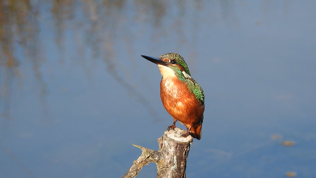 Guarda-rios (Alcedo atthis), Kingfisher - Murtosa