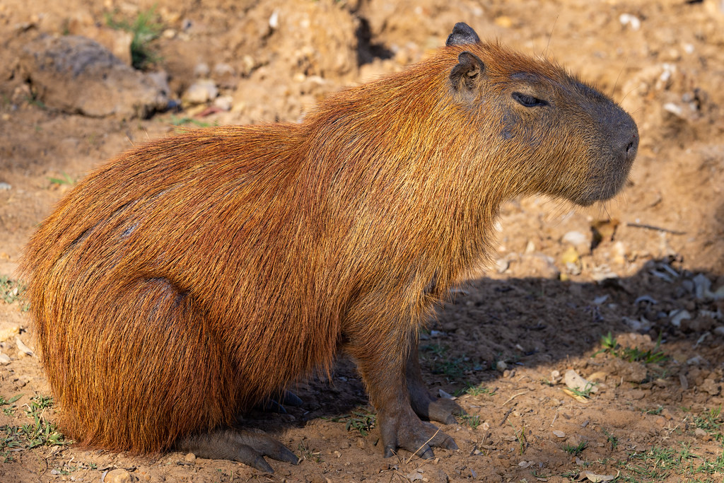 Red-haired Capybara | Jeff Goldberg | Flickr