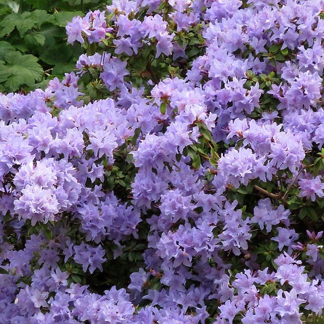 A shade garden featuring purple rhododendron flowers in April