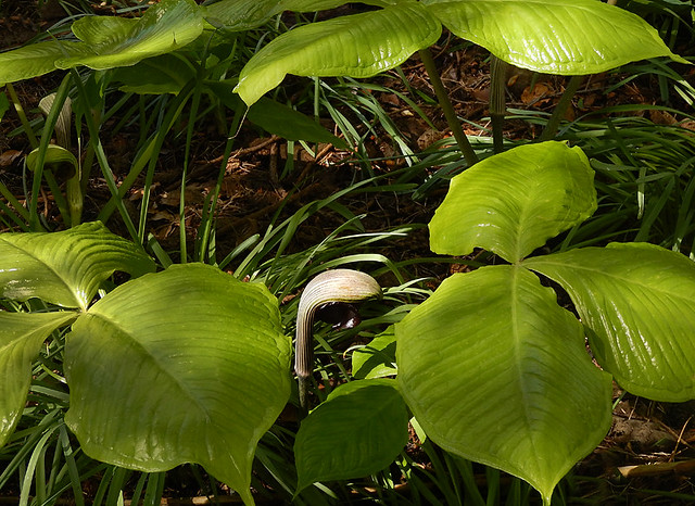 A shade garden featuring many large-leafed plants such as this unusual Cobra lily