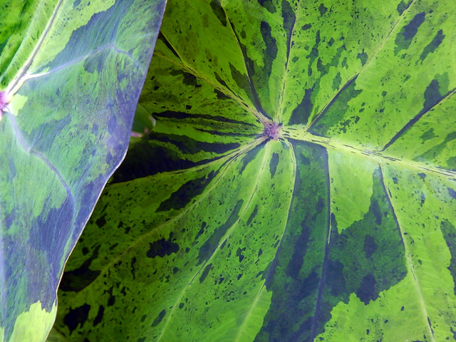 A shade garden featuring many large-leafed plants like the leaves of this purple spattered Elephant Ear plant