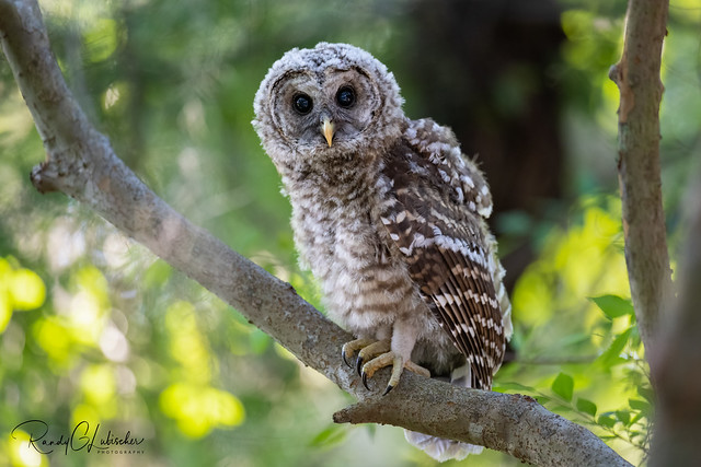 Barred Owl | Strix varia | 2022 - 36