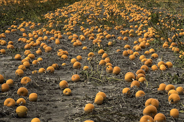 Pumpkins Galore at Johnson Pumpkin Farm - Michigan