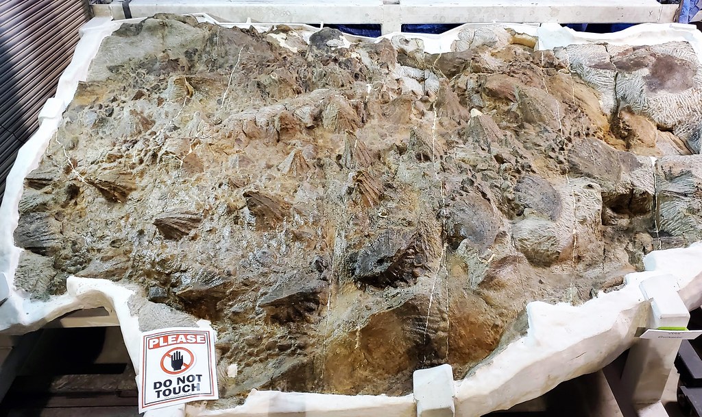 Intact fossilized dinosaur skin