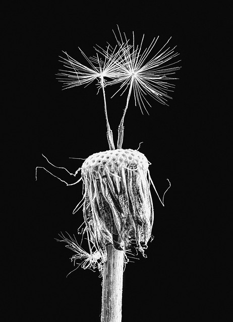 Dandelion study in black&white (Explored, September 20, 2022)