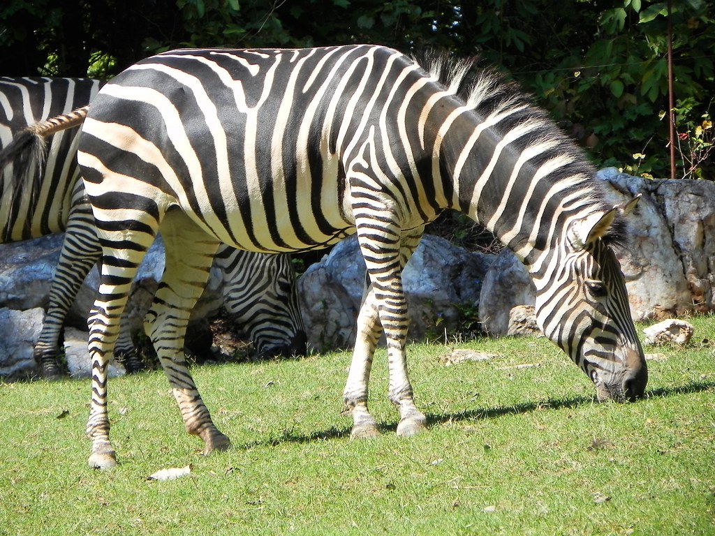 Zebra (Explore)
