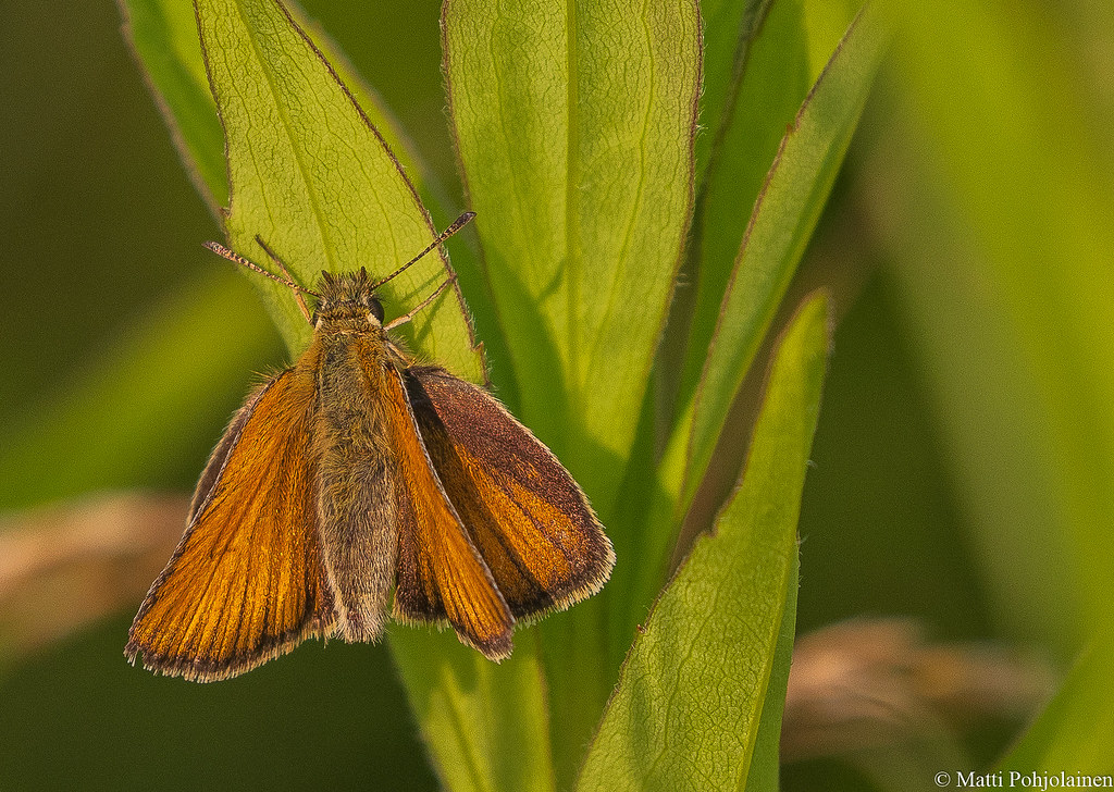 Lauhahiipij Thymelicus Lineola Essex Skipper 0M0A6048 Matti lauhahiipij-thymelicus-lineola-essex-skipper-0m0a6048-matti