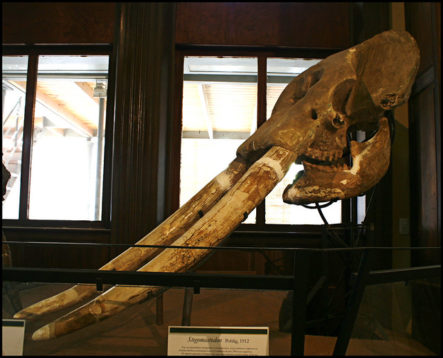 Notiomastodon FunkMonk  Museo de Ciencias Naturales de La Plata - Argentina