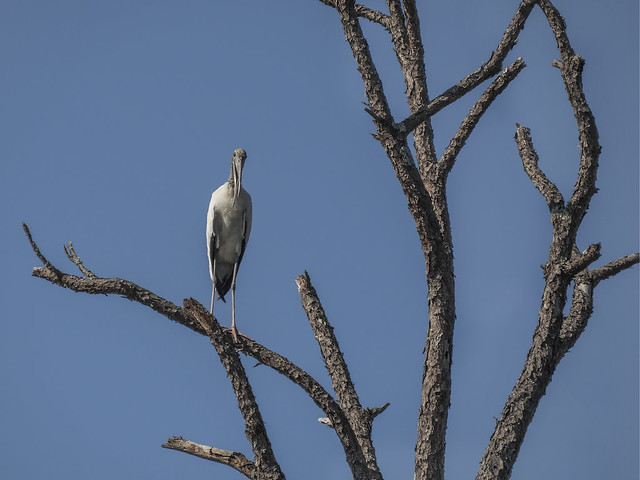 Wood stork, perched
