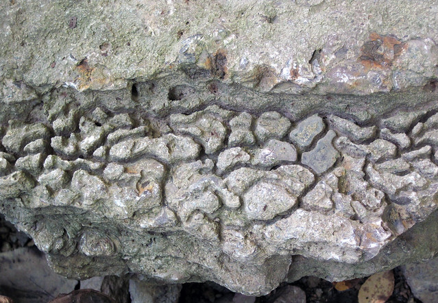 Anastomosing Rocks Anastomoses in limestone (Waynesville Formation, Upper Ordovician ...