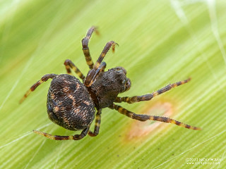 Bolas spider (Ordgarius sp.) - P8207257