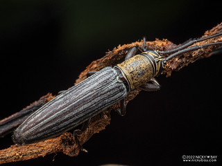 Longhorn beetle (Pothyne sp.) - P7216784