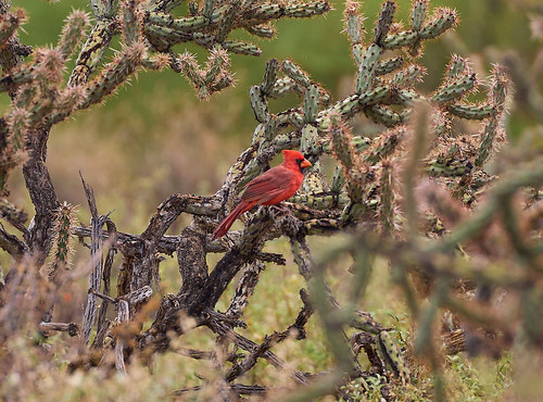 canon cardinal finch squirrel bird birds landscapes mountains gambelsquail lizard