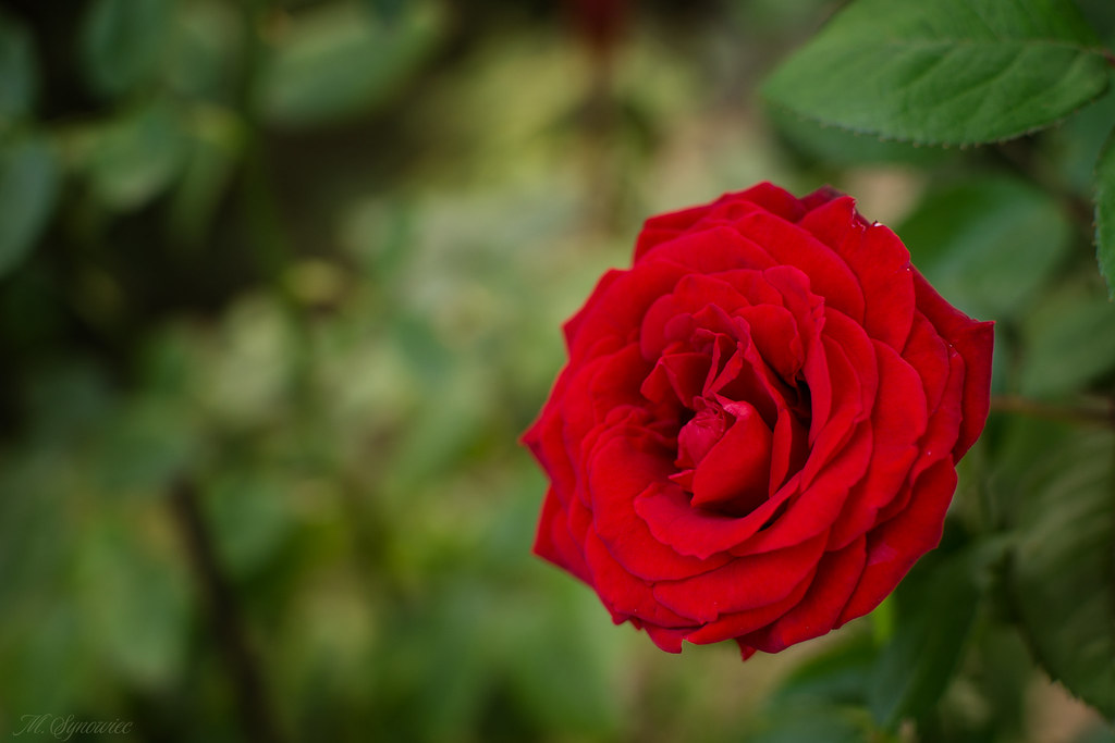 Garden rose | Marek Synowiec | Flickr