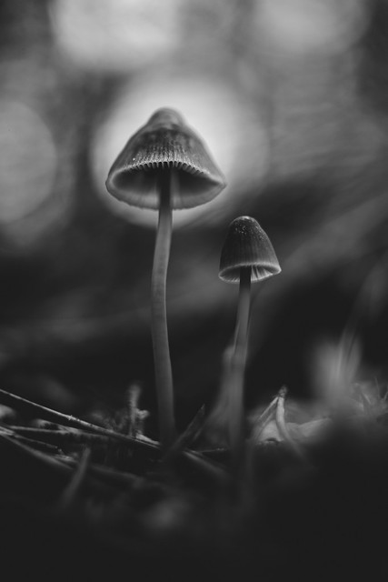 [Small Fungi 28]