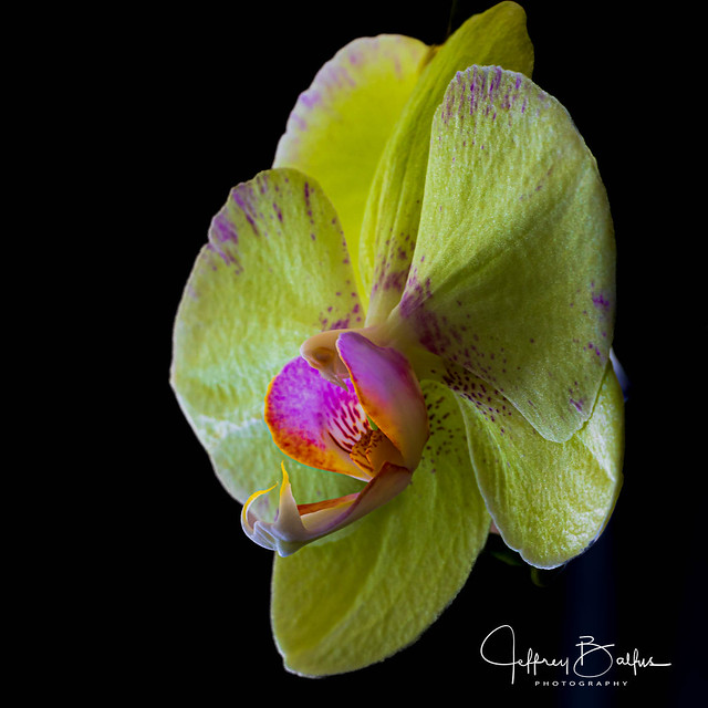 Palenopsis Orchid macro-748411.jpg