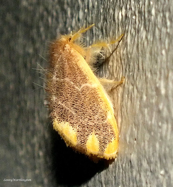 Orvasca subnotata (Walker 1865) Erebidae Lymantriinae ​Nygmiini