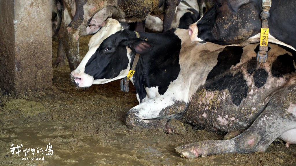氣溫超過35度，牛舍裡的乳牛，開始顯得不耐，大口地喘著氣。