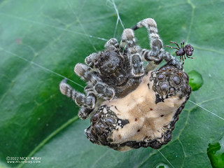 Bolas spider (Ordgarius sp.) - P8207336
