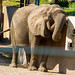 			<p><a href="https://www.flickr.com/people/pastough/">pastough</a> posted a photo:</p>
	
<p><a href="https://www.flickr.com/photos/pastough/52373371864/" title="African bush elephant"><img src="https://live.staticflickr.com/65535/52373371864_ea6312de25_m.jpg" width="240" height="160" alt="African bush elephant" /></a></p>


