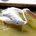 			<p><a href="https://www.flickr.com/people/pastough/">pastough</a> posted a photo:</p>
	
<p><a href="https://www.flickr.com/photos/pastough/52373373054/" title="Great white pelican"><img src="https://live.staticflickr.com/65535/52373373054_fd05ea2d14_m.jpg" width="240" height="160" alt="Great white pelican" /></a></p>


