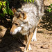 			<p><a href="https://www.flickr.com/people/pastough/">pastough</a> posted a photo:</p>
	
<p><a href="https://www.flickr.com/photos/pastough/52373373669/" title="Mexican wolf"><img src="https://live.staticflickr.com/65535/52373373669_7129851571_m.jpg" width="160" height="240" alt="Mexican wolf" /></a></p>


