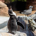 			<p><a href="https://www.flickr.com/people/pastough/">pastough</a> posted a photo:</p>
	
<p><a href="https://www.flickr.com/photos/pastough/52373479185/" title="Humboldt penguin"><img src="https://live.staticflickr.com/65535/52373479185_6e01bf1628_m.jpg" width="240" height="160" alt="Humboldt penguin" /></a></p>


