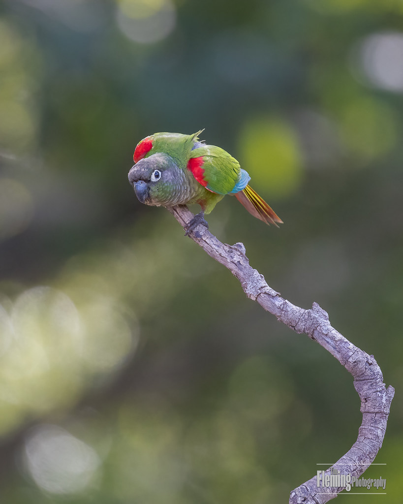 Blaze-winged parakeet