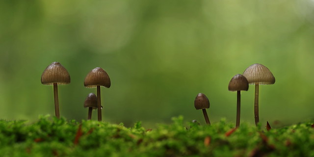 Fungi Panorama