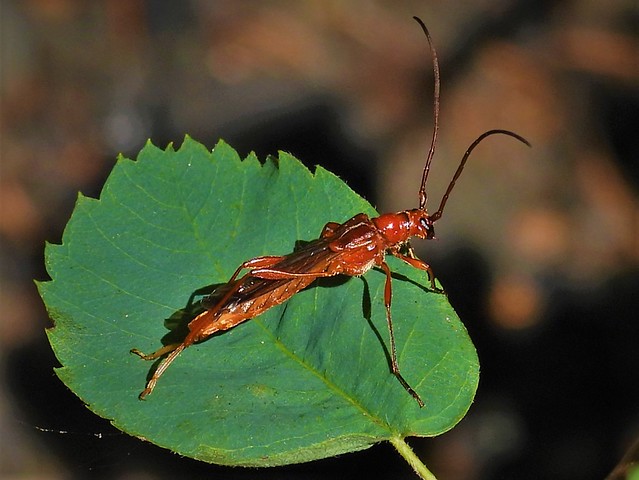 Wasp-looking Long-horned Beetle Necydalis