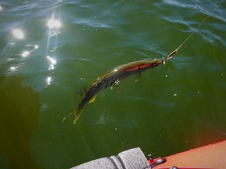 Pike from the Kayak SR602409 (2)