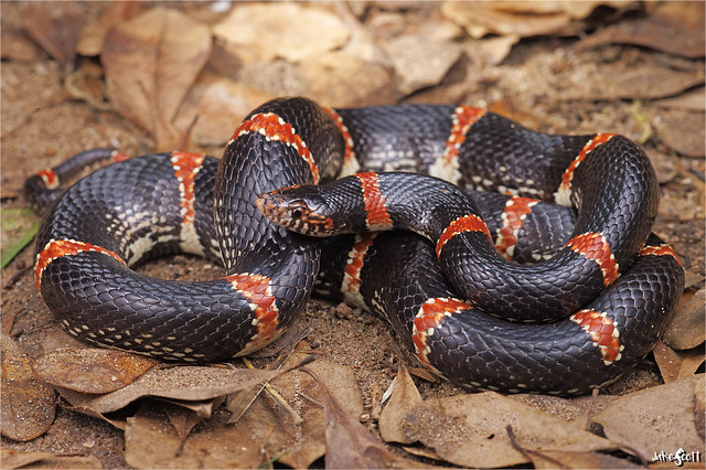 Mexican Long-nosed Snake (Rhinocheilus antonii)